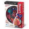 Learning Resources Human Heart Model, Working Heart Model, Anatomy for