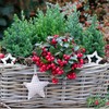 Outsidepride Wintergreen Seeds - 1000 Pcs. Perennial, Cold-Tolerant & Low