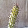 Euphorbia baioensis Cacti Cactus Succulent Real Live Plant