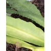 Joyful Blooms Rare Orchid Cactus Red German Empress Epiphyllum Fresh