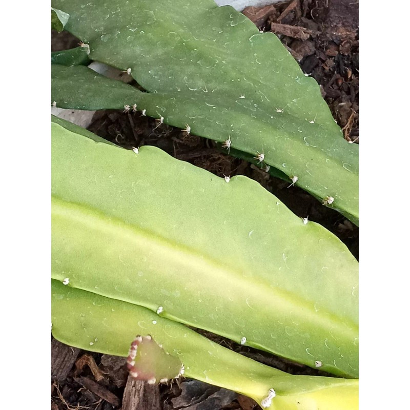 Joyful Blooms Rare Orchid Cactus Red German Empress Epiphyllum Fresh
