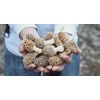 Morel mushroom grow kit grow morel mushrooms at home and