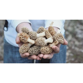 Morel mushroom grow kit grow morel mushrooms at home and garden