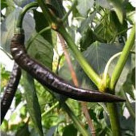 Pasilla Apaseo Hot Peppers Seeds (20 Seed Pack) Seeds for Planting in Gardens, Greenhouse, Farm, Vegetable Seeds