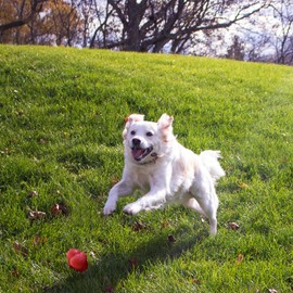 TITAN Busy Bounce, Tough Durable Treat Dispensing Dog Toy with Unpredictable Bounce, Medium | Made in USA, Red