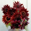 Flowers Chocolate Cherry Sunflower Seeds - 50pcs/pack - Rich Red-Brown