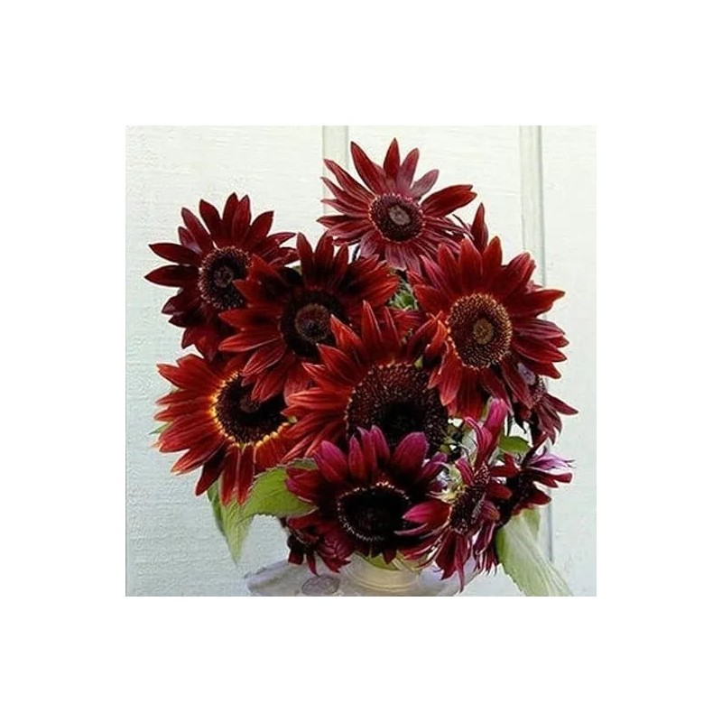 Flowers Chocolate Cherry Sunflower Seeds - 50pcs/pack - Rich Red-Brown