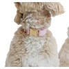 Adjustable Cotton Dog Collar, Soft Fabric Dog Collar with Metal
