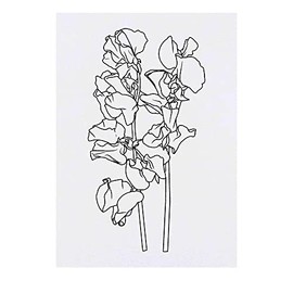 'SweetPea Flower' Temporary Tattoo - Water Resistant, Skin-Safe, Non-Toxic Transfer (TO00058835)