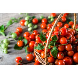 Tomato Cherry Maskotka Seeds for Planting Indoors and Outdoors Ideal for Hanging Baskets and Pots About 50 Seeds