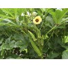 Fresh 100+ Organic CLEMSON SPINELESS 80 OKRA SEEDS - Đậu