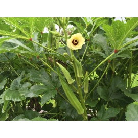 Fresh 100+ Organic CLEMSON SPINELESS 80 OKRA SEEDS - Đậu Bắp - HEIRLOOM VEGETABLE 2025