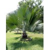 CZ Grain 20 Mexican Fan Palm Tree Seeds Washingtonia Robusta
