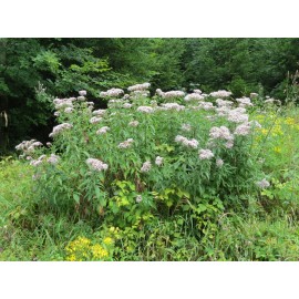 300 Common Boneset Seeds - Eupatorium perfoliatum - None-GMO Medicinal Herb