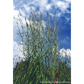 Perennial Farm Marketplace Andropogon gerardii (Big Bluestem) Ornamental Grass, Size-#1 Container, Green Foliage