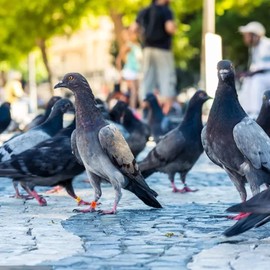 YANGWEN Chicken Leg Rings,50PCS Numbered Clip on Leg Rings Multiple Colour Chicken Identification Leg Bands Numbered Clip on Leg Rings Foot Round Tag Clips for Chick Duck Pigeon Goose(16mm)