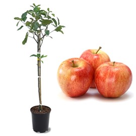 American Plant Exchange Live Gala Apple Tree, Fruit-Bearing Plant Pot for Harvest and Home and Garden Decor, 2-3' Tall, 1-Gallon Pot