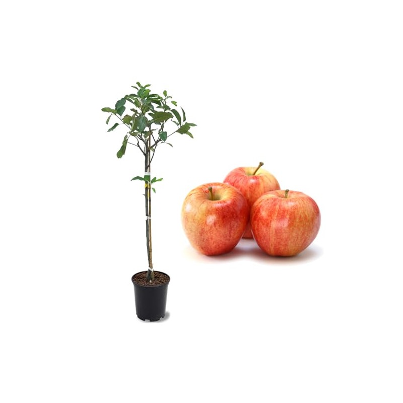 American Plant Exchange Live Gala Apple Tree, Fruit-Bearing Plant Pot