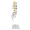 Human Lumbar Vertebral Model School Educational Teaching Model Tool Spine