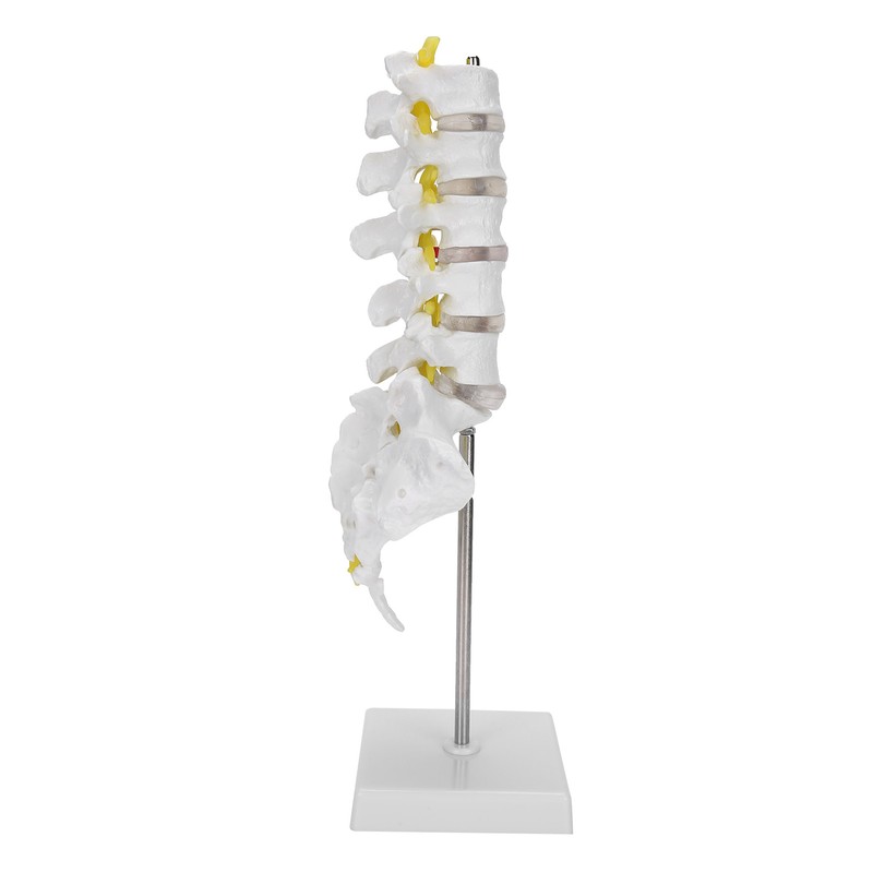Human Lumbar Vertebral Model School Educational Teaching Model Tool Spine