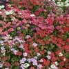 Outsidepride Verbena Mix - 1000 Seeds