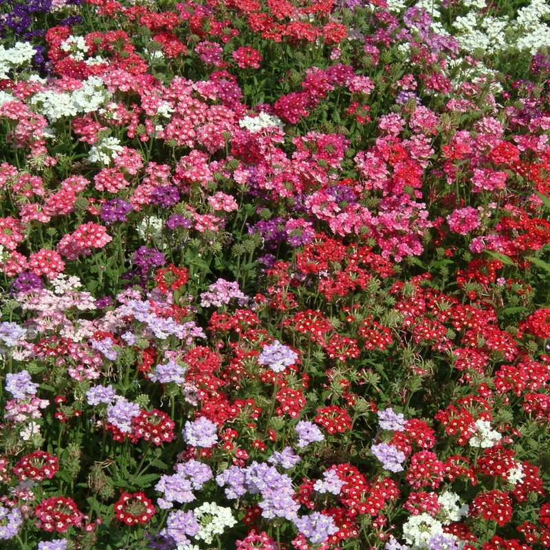 Outsidepride Verbena Mix - 1000 Seeds