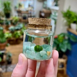 Small Marimo Moss Ball with Aventurine Crystals, 2" Height, 2" Diameter, 2 oz, Nature Plant Decoration in Glass Container, Made in USA, Zebra Mussel-Free