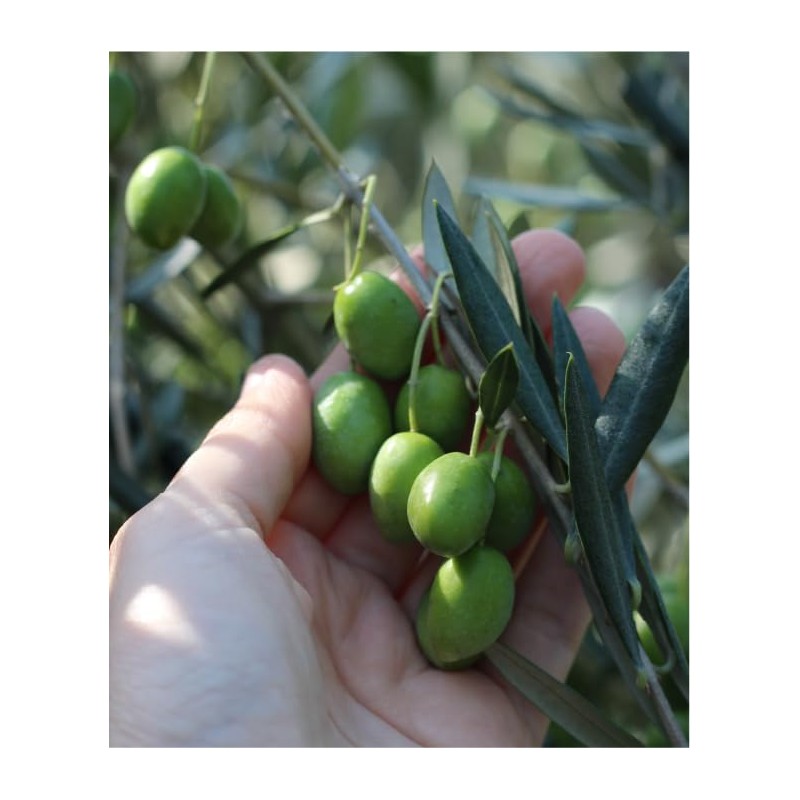 Inoue Seikoen Olive Milk Lotion (Natural Milk Lotion) 1.7 fl