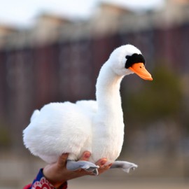 LIUHONGFEI Juguete de peluche de cisne de simulación, muñeca de peluche de patito feo, color negro. Hay alambre de aluminio en el cuello para apoyo. Cisne blanco