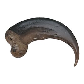 Skulls Unlimited International American Black Bear Claw (Large - 9cm) (Museum Quality Replica)