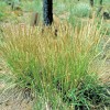 Little Seed Store 501+PRAIRIE JUNE GRASS Seeds Native Ornamental Drought