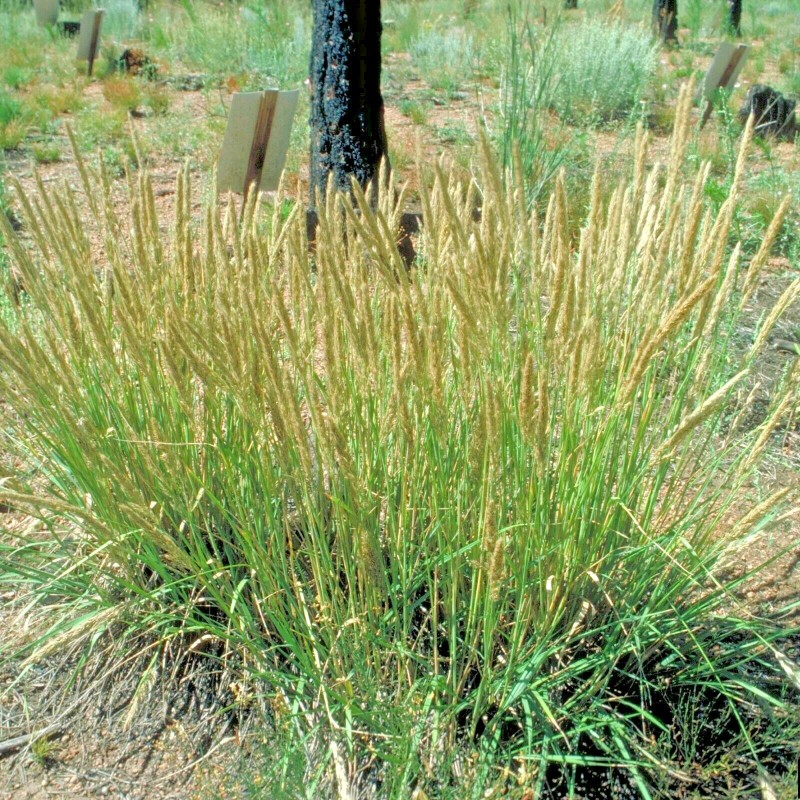 Little Seed Store 501+PRAIRIE JUNE GRASS Seeds Native Ornamental Drought