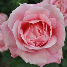 Heirloom Roses Rose Plant - Tiffany Pink Rose Bush, Hybrid Tea Live Plant for Planting Outdoors