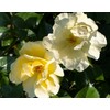 Easy Bee-zy™ Knock Out® Rose - Live Plant - (1