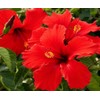Red Hibiscus From Hawaii 2 Pack