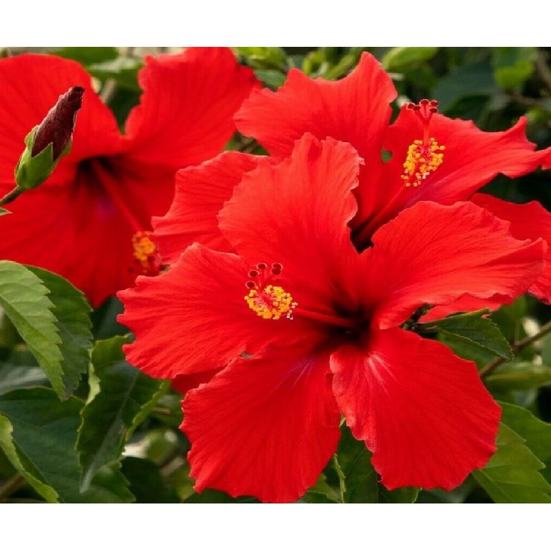 Red Hibiscus From Hawaii 2 Pack