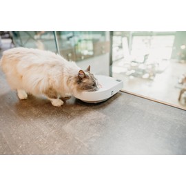 Cat Mate C300 Automatic 3 Meal Pet Feeder with Digital Timer (366) - for Cats or Small Dogs, for Wet and Dry Pet Food, Meals up to 0.73 lb Each, White