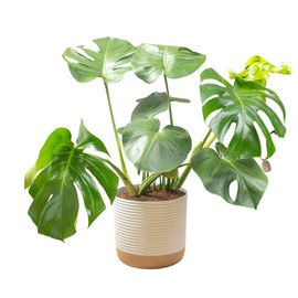 Costa Farms Monstera, Swiss Cheese Live Plant in Plastic Pot, Large Indoor Houseplant, Perfect for Home, Room, or Office Decor, House Warming or Birthday Gift, 2-3 Feet Tall