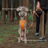 ARING PET No Pull Dog Harness-Soft Breathable Orange Dog Harness