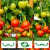 40Pcs Tomato Hooks with String, Tomato Support Hooks, Tomato Holder