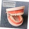 BIUDECO Standard Teeth Model for Teaching Friendly Typodont Demonstration for