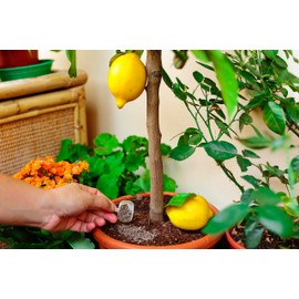 R&R SHOP R&R SHOP – Bio-Dünger für Zitrusfrüchte, komplettes Bio-Lebensmittel, langsame Freisetzung, perfekt für Zitronen, Orangen, Mandarinen, Grapefruits und Zitronen im Innen- und Außenbereich – 150 g