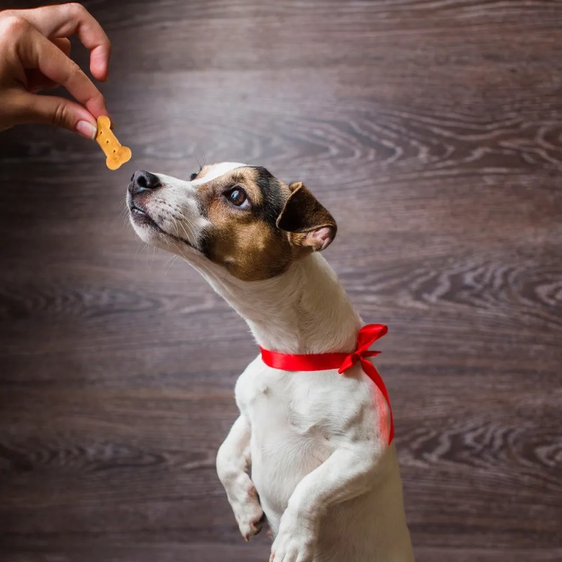 Fancy Pets Yummy Galletas Sabores Surtidos 400 Grs Vitaminas