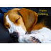 Beagle Dog Birthday Card