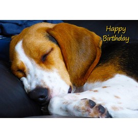 Beagle Dog Birthday Card