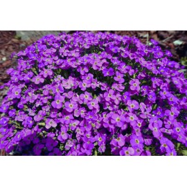 150 Rock Cress Seeds Aubrieta Cascading Purple Flowers - Perennial Ground Cover