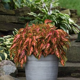 Eden Brothers Coleus Seeds - Coral Candy
