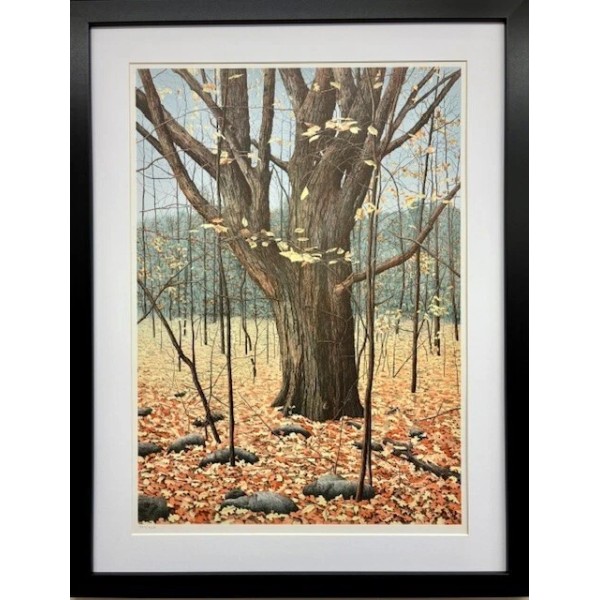 Helen Rundell "Old Oak" FRAMED Limited Edition Nature Art Landscape