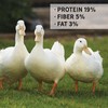 Duck Grower Feed for Growing Ducklings | Soy-Free | 19%
