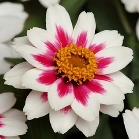 Zinnia Zahara Starlight Rose Nice Garden Flower by Seed Kingdom (100 Seeds)